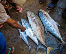Major tuna brands needs to step up anti- slavery efforts, report says